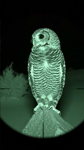 Mesmerizing Desert Owl at Night 🦉 Feathers Fluttering in Infrared Light