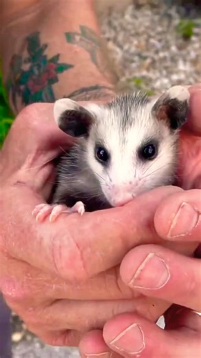 Why Opossums Are Nature's Most Misunderstood Sweethearts #opossum #wildliferescue #shorts