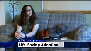 59K views · 724 reactions | A recently adopted pit bull came with an...