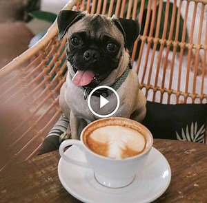 7  Dog-Friendly Cafes In Melbourne That Serve Puppuccinos