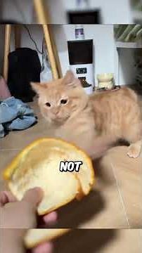 Smells Cats HATE (You Use #3 Daily)