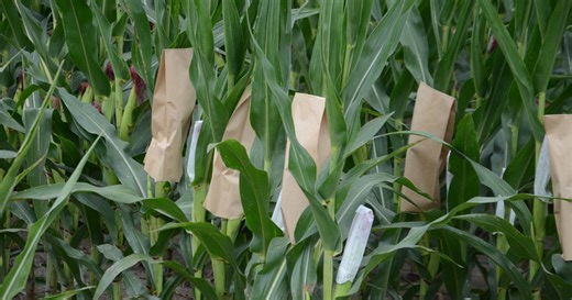 Follow seed corn from field to bag