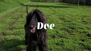 4.5K views · 171 reactions | Doe is such a clown! This 3 year old afghan hound rescued from China is full of personality and ready to find a home of her own. | Fast Friends Greyhound Adoption Center | Facebook