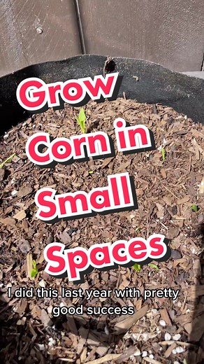 Cheese’s Garden on TikTok