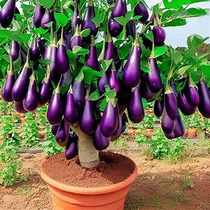 14K views · 254 reactions | Best Techniques eggplant tree how to grow | Garden Tree | Facebook