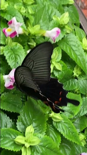 Promenade | Papilio protenor | Taehwagang National Garden | Ulsan, South Korea