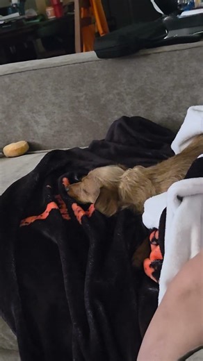 Poppy’s Sleepy-Time Yaps