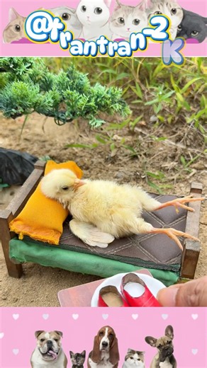 Gà con đi giày của người nổi tiếng. #trantran2k #funny #gacon #cute #shorts