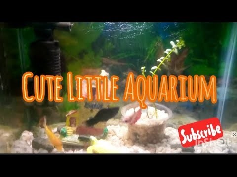 Cute Nano Aquarium! 🌿🐠 #youtube #ytvideos 