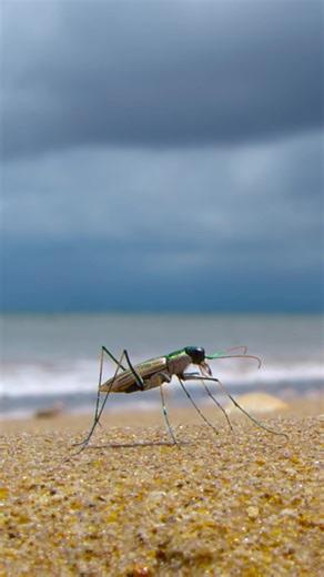 They're a little camera-shy, but this tiger beetle is ready for its bug reveal 🪲 #ARealBugsLife