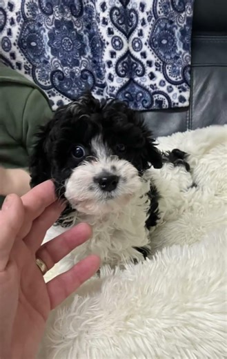 Cavapoo pups for sale on Dogsni.love