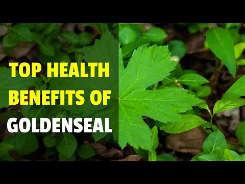 Top Health Benefits of Goldenseal - What is Goldenseal