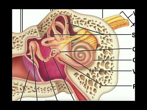 Anatomy | Hearing (Part 1) | The Pathway of Sound up to the Oval Window