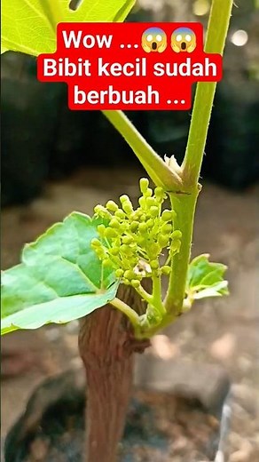 RAHASIA BIKIN BIBIT ANGGUR LANGSUNG BERBUAH