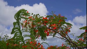 A close look at the branches of a tropical flamboyant tree with red flowers during a bright sunny day