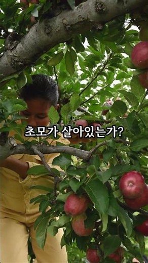 How to Choose Naturally Fermented Apple Cider Vinegar: De Nigris