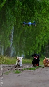 Happy dogs running in summer. Group of well-groomed pet dogs moving on the road to camera among green landscape. Drone flying over the domestic animals. Vertical video