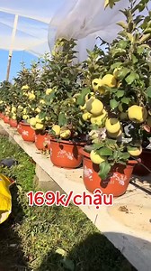 53K views · 42 reactions | Những cây táo phiên bản giới hạn đặc biệt | Nhà Hay | Facebook