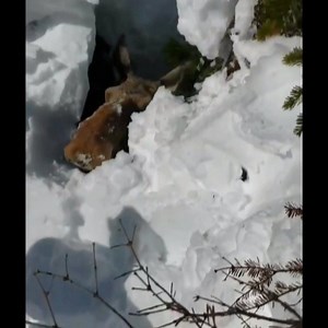 And now for something completely different... A snowmobile ride turned into a moose rescue mission for Mark Weir and friends. You'll never believe an animal so big could fall into a hole so small! | CBC Newfoundland and Labrador