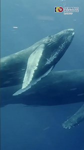 Why are whales considered mammals? #whales #mammals #didyouknow #viral #shorts #trending