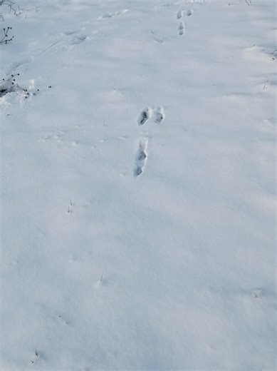 Bunny prints in the snow #Bunny #rabbit #snow #prints #tracks