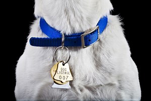 Which Dog Collar Is Best for Your Dog?