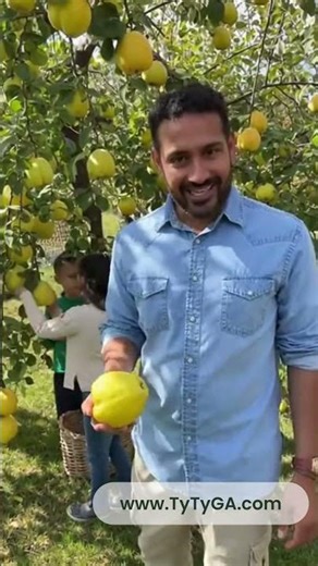 Why You Should Grow Your Own Quince Trees | Ty Ty Nursery