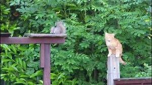 NEVER TURN YOUR BACK ON A SQUIRREL | America's Funniest Home Videos