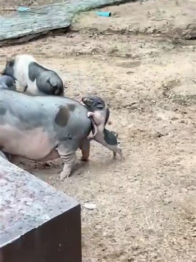 Cute Tiny Pig Video — viral funny pig clip
