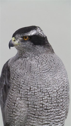 Art of Taxidermy on Instagram: "This is the same extra large Goshawk that I posted a short while back. Now it is finished and ready to go home. Photos will follow shortly. #goshawk #hawks #sparrowhawk #coopershawk #sharpshinnedhawk #accipiter #accipiter_gentilis #shortwing"