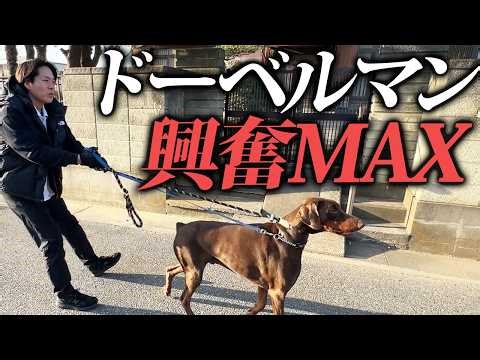 【実践】散歩で暴走するドーベルマンを警察犬ドッグトレーナーがガチ訓練