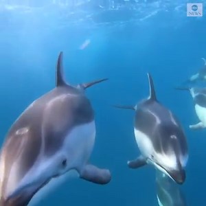 454K views · 26K reactions | Aerial footage captured the incredible scene of Pacific white-sided dolphins swimming with gray and humpback whales in Monterey Bay, California, as the whales continue their journey from feeding grounds in Alaska to to Baja, California. https://abcn.ws/2GsEFeg | ABC News | Facebook