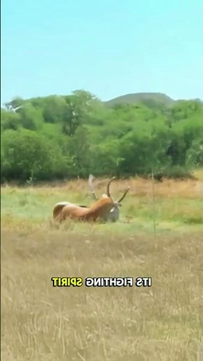 Leopard Ambush! Red Lechwes Battle Turns Deadly 🐆🔥