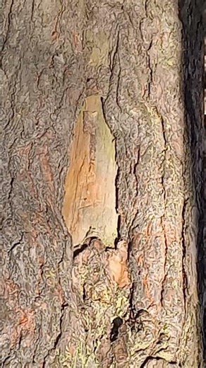 Religious fanatic, brown-eyed Claude Frollo over gray-eyed Esmeralda with brown-eyed Quasimodo.