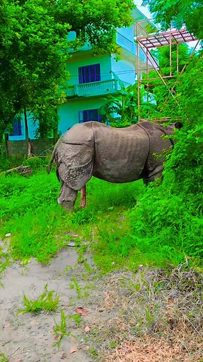 Horny Rhino Behavior in Nepal's Wildlife