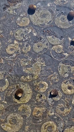 A Golden Ammonite path revealed at low tide! 🌊✨️😍 #fossilhunting #fossils #reel #coast #rock #sea #beach #ammonite | All about the Fossils