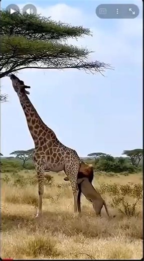 Giraffe and Lion Fight shorts AFRICA