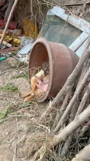 Such adorable pig and dog friends! #dog #pig