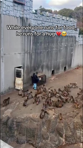 The Search for Love: A Baby Monkey's Heartfelt Journey