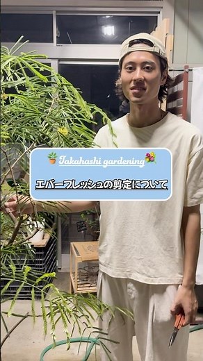 エバーフレッシュ剪定動画#観葉植物 #花屋 #植物 #bonsai #ガーデニング #剪定 #エバーフレッシュ