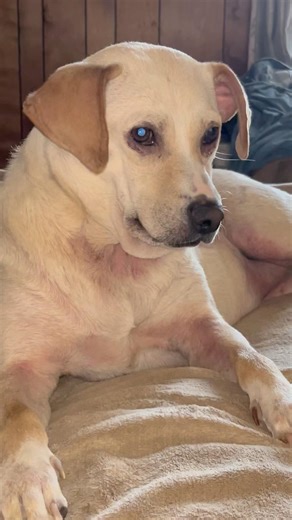 Oh boy, here we go again! 📸🐶 #livingonafarm #adoptstrays #funny #farmanimalct #petfoolery #petlove