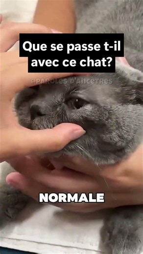 Ce qu'il faut faire si votre chat a l'œil rouge 🐱 #santéchat #vet #astuce