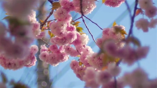 "我很荣幸成为你的回忆，也很遗憾成为你的过去。" " Em rất vinh dự được trở thành ký ức của anh...