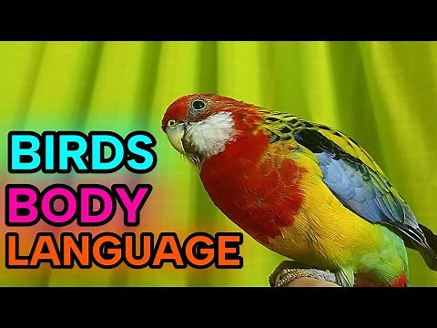 Birds Body Language Explained