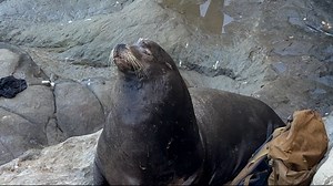 Sea lion takes a nap on a backpack