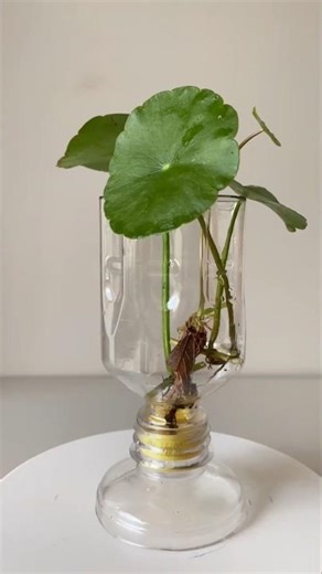 DIY Goblet Planter with Hydroponic Pennywort! #DIYPlanter #BottleCraft #Hydroponics #Pennywort