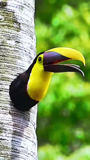 Exotic Toucan Bird Sounds in Nature Compilation