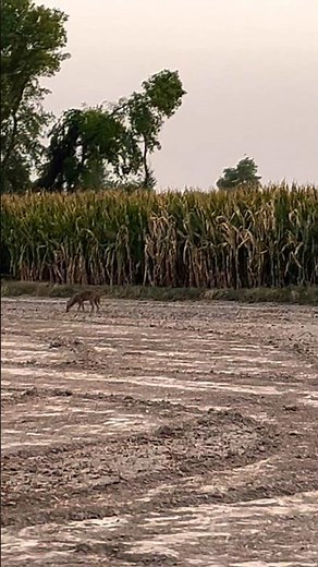 Wolves in the Fields: A Rare Glimpse of Wildlife Near Farmland #wolfconservation #nationalwildlife