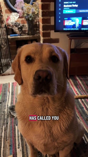 Understanding Dog Behavior and Communication