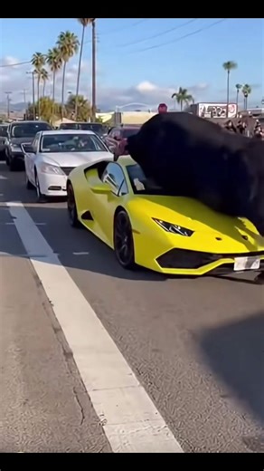 #viral #viralvideo #parati #fyp #unitedstates | Lamborghini Toro